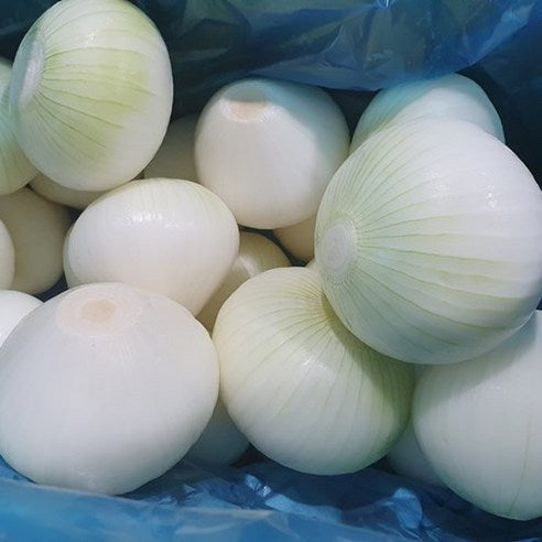 Fresh Peeled Onion / 후레시 깐 양파 10kg 벌크