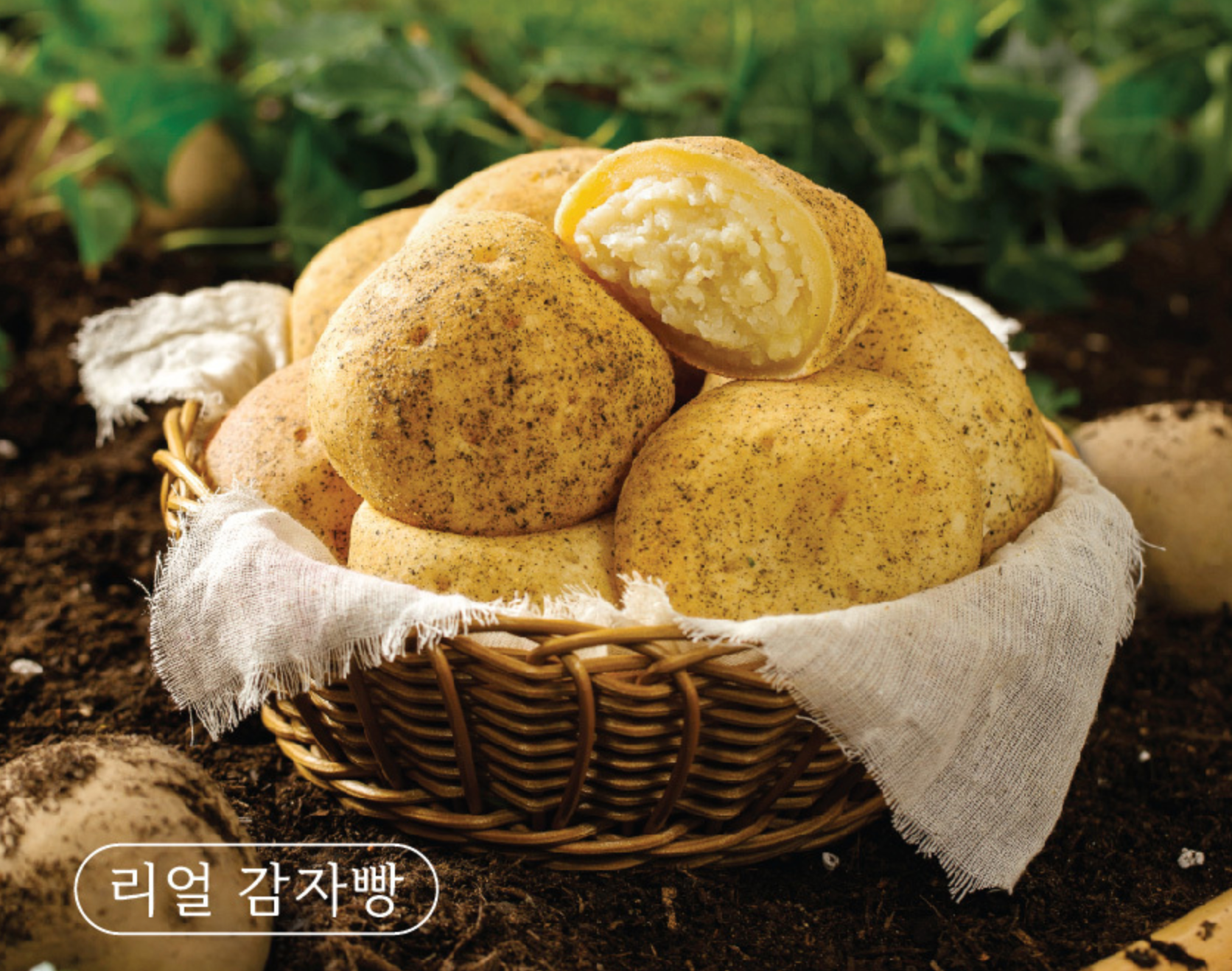 PREMIUM REAL POTATO BREAD 480g*8/구황작물 진짜 감자빵